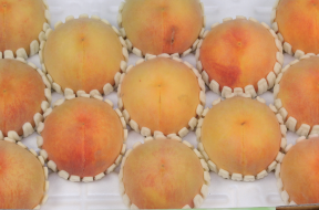 복숭아(상).PNG