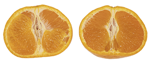 61411카라향230502S300V001.png