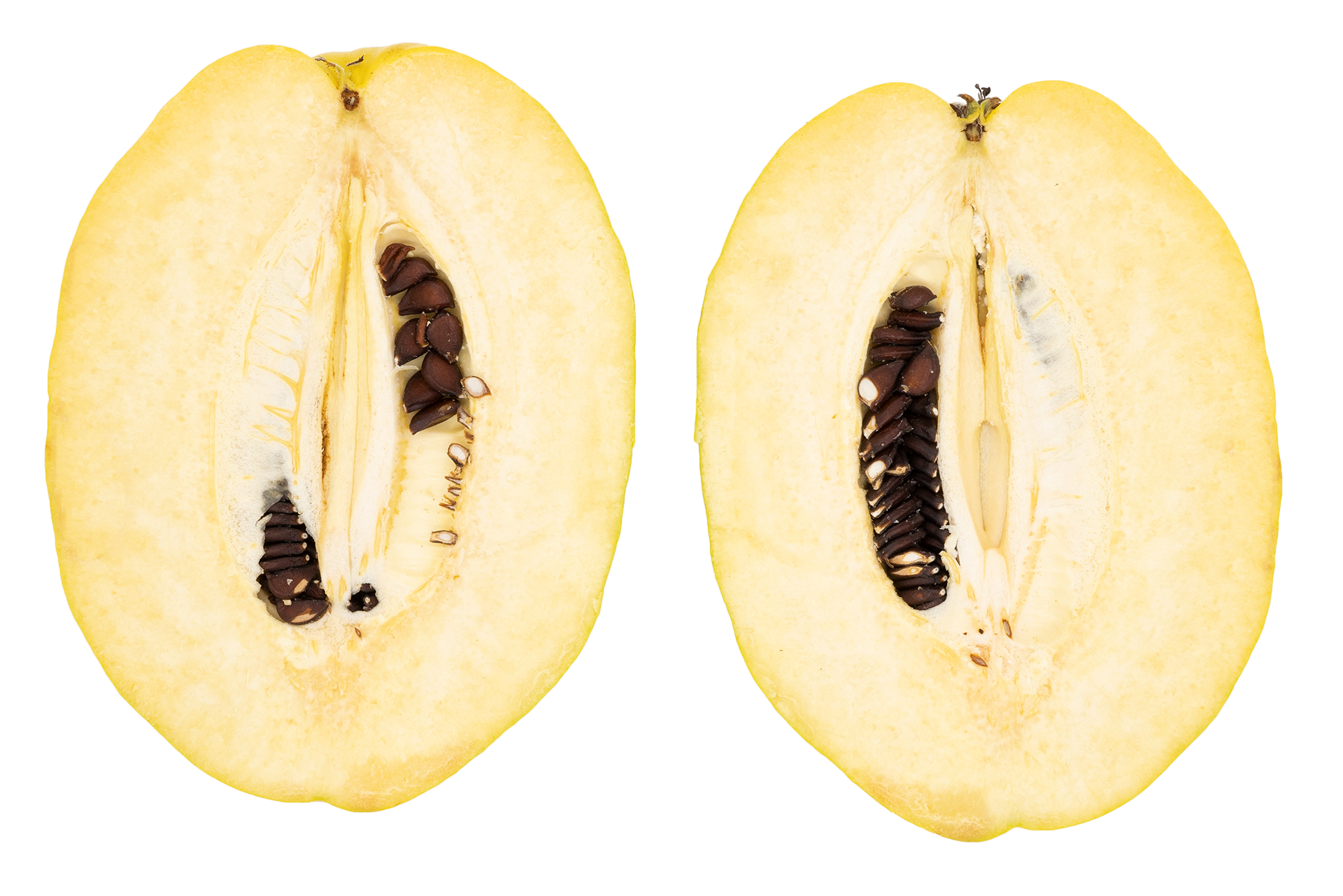 60901모과(일반)221117S1920V001.png