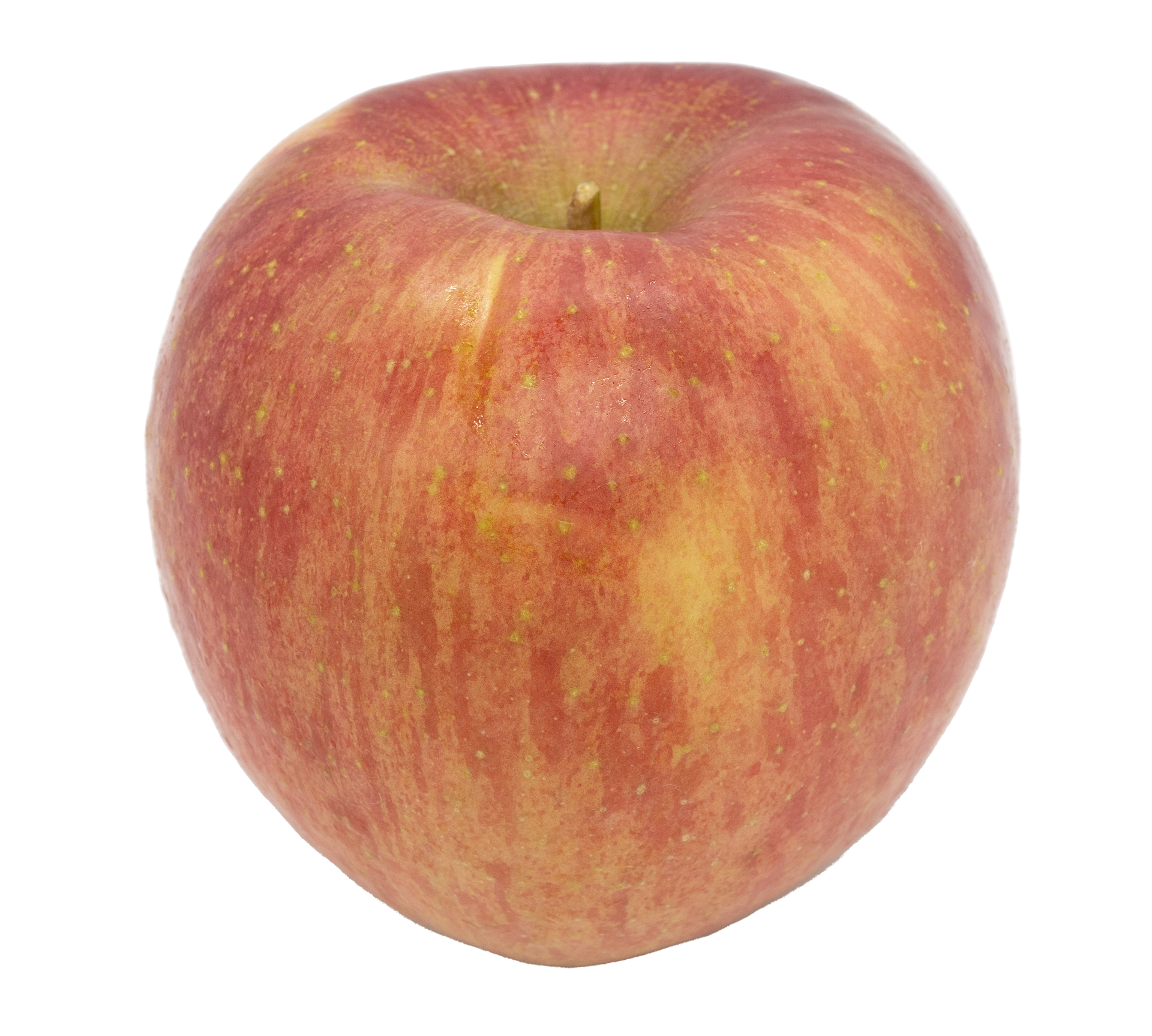60103후지221020F1920V001.png