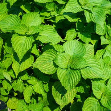 깻잎