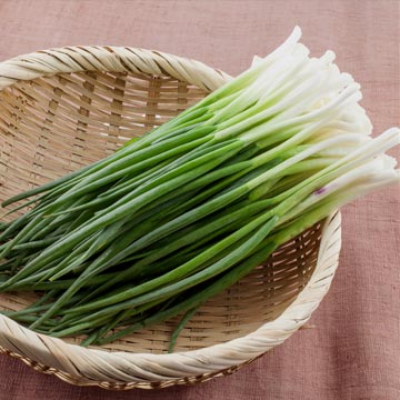 쪽파